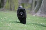 CHOW CHOW 697